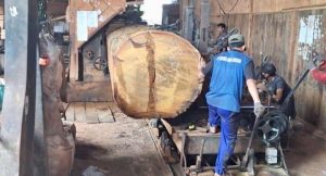Precision wood cutting and treatment process at Touchwood Indonesia factory